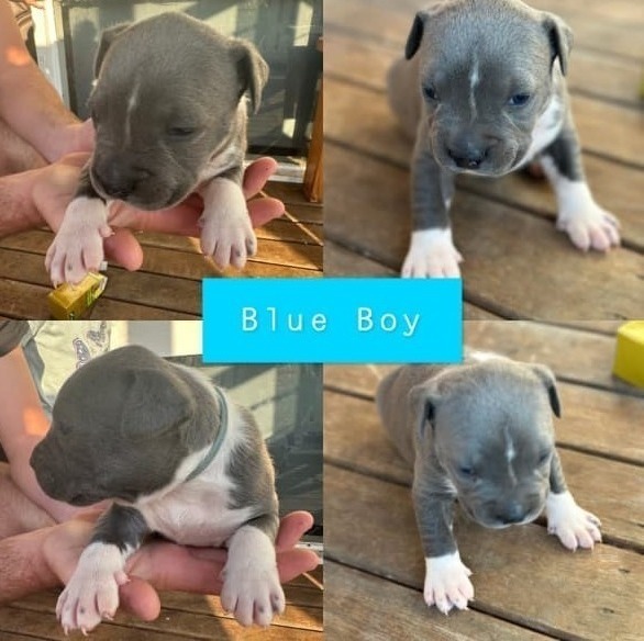 ANKC Pedigree Blue English Staffordshire Bull Terrier Australian Capital Territory