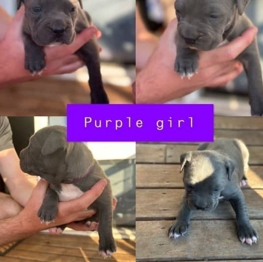 ANKC Pedigree Blue English Staffordshire Bull Terrier Australian Capital Territory
