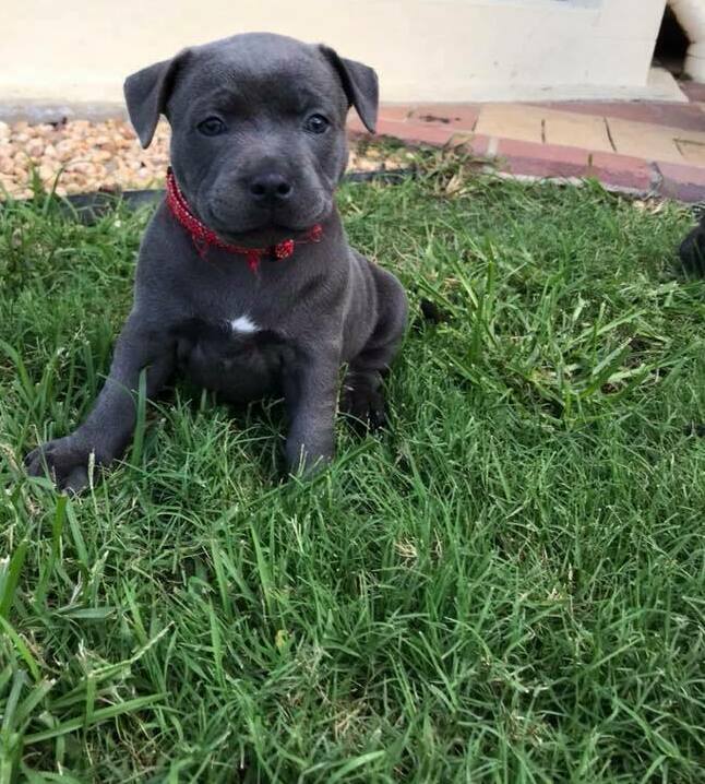 Blue english staffy 2024 pups for sale