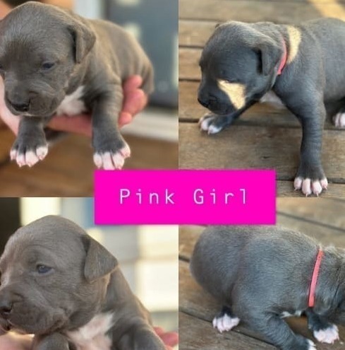 ANKC Pedigree Blue English Staffordshire Bull Terrier Australian Capital Territory ANKC Pedigree Blue English Staffordshire Bull Terrier Australian Capital Territory