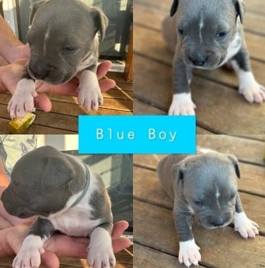 ANKC Pedigree Blue English Staffordshire Bull Terrier Australian Capital Territory ANKC Pedigree Blue English Staffordshire Bull Terrier Australian Capital Territory