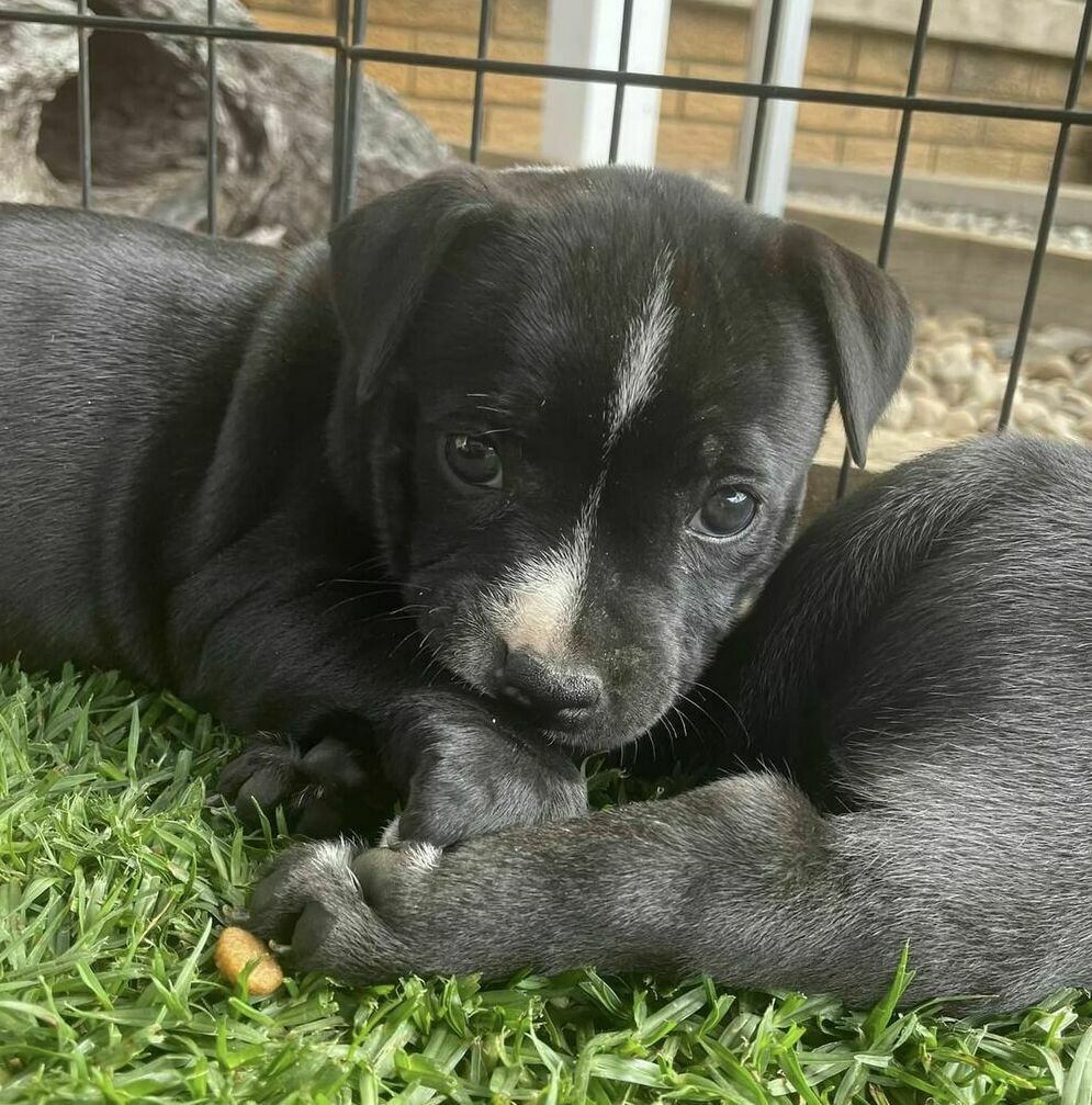 ANKC Pedigree Blue English Staffordshire Bull Terrier Australian Capital Territory