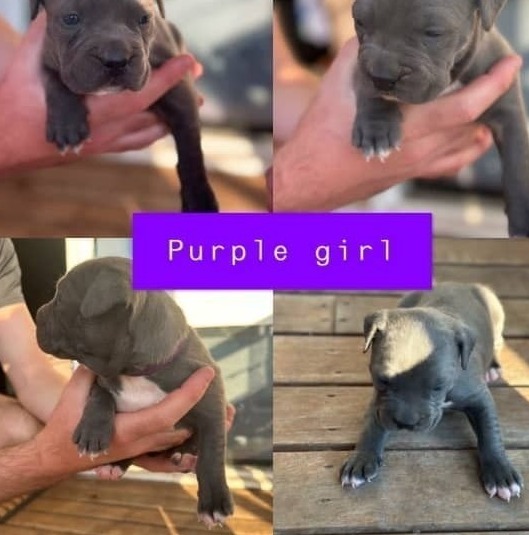 ANKC Pedigree Blue English Staffordshire Bull Terrier Australian Capital Territory