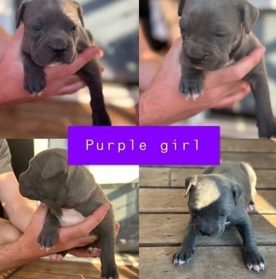 ANKC Pedigree Blue English Staffordshire Bull Terrier Australian Capital Territory ANKC Pedigree Blue English Staffordshire Bull Terrier Australian Capital Territory