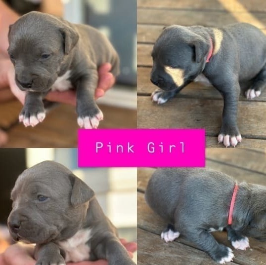 ANKC Pedigree Blue English Staffordshire Bull Terrier Australian Capital Territory