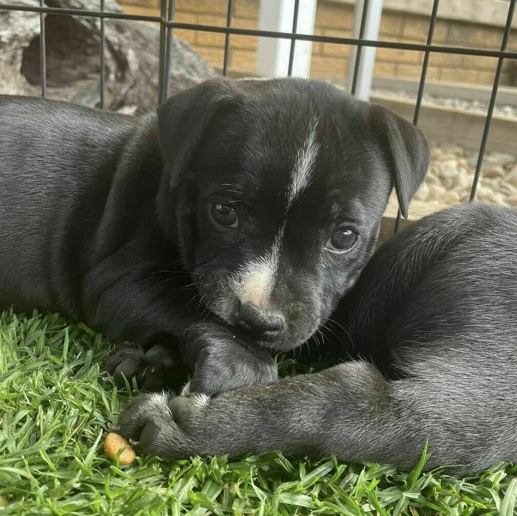 ANKC Pedigree Blue English Staffordshire Bull Terrier Australian Capital Territory