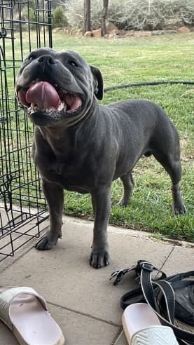 staffordshire bull terrier for sale perth