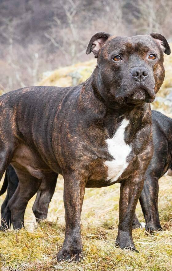 brindle staffordshire bull terrier for sale nsw