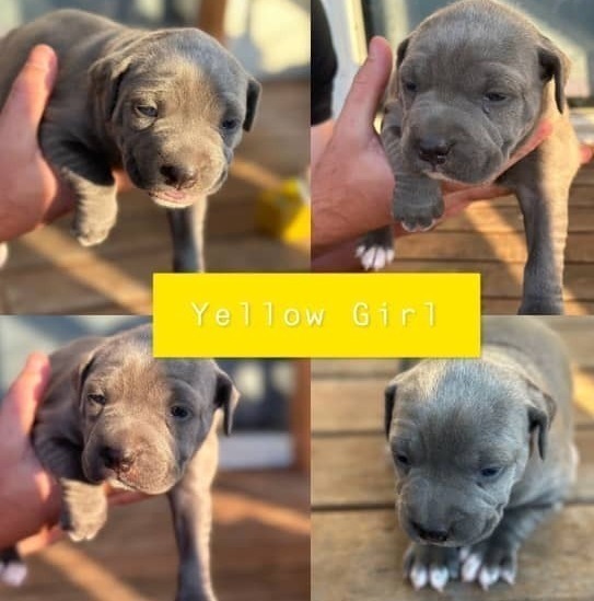 ANKC Pedigree Blue English Staffordshire Bull Terrier Australian Capital Territory