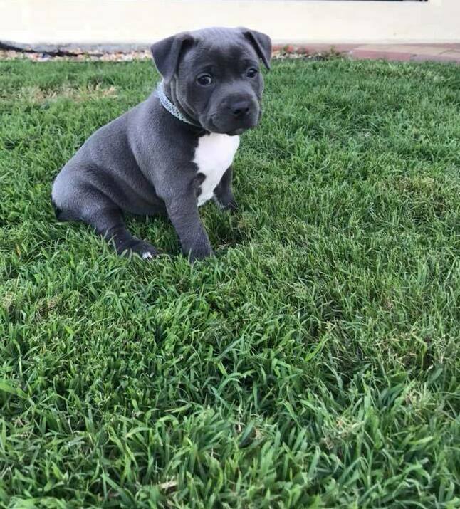 purebred blue staffy pups for sale