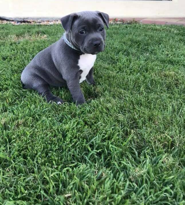 English store staffy breeders