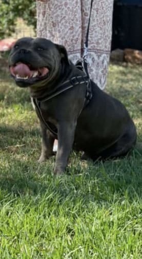 staffordshire bull terrier for sale nsw