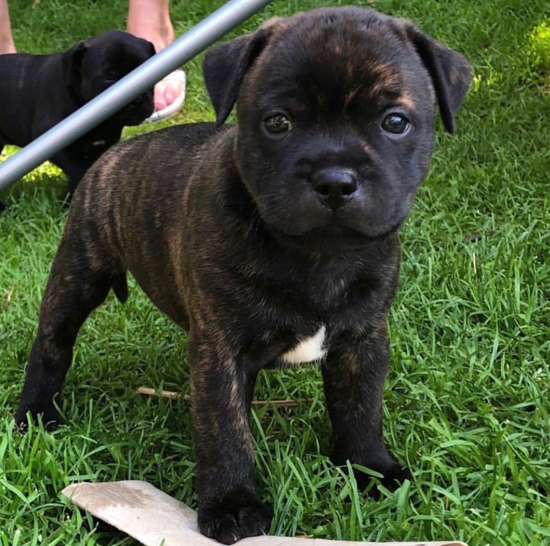 Staffordshire Bull Terrier Breeders