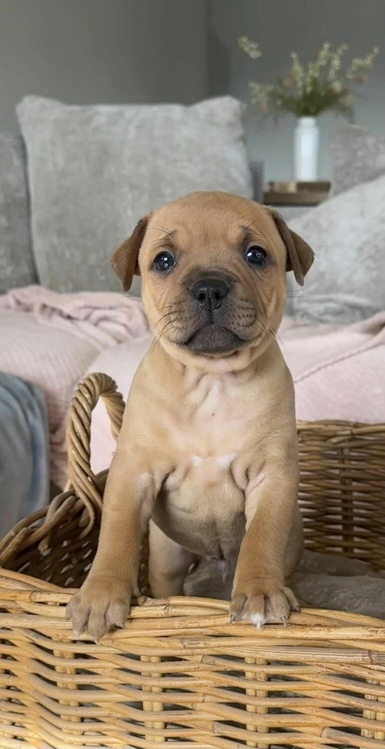 Brindle Staffordshire Bull Terrier In TAS