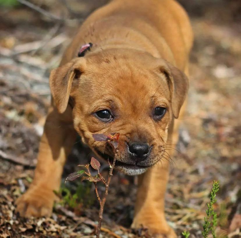 <span style="font-weight: bold;">RED</span>