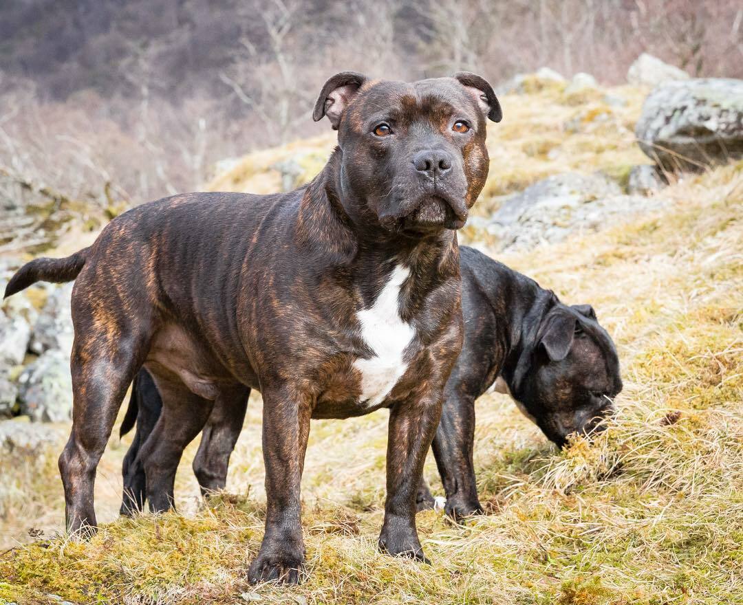 brindle staffy puppies for sale in NSW