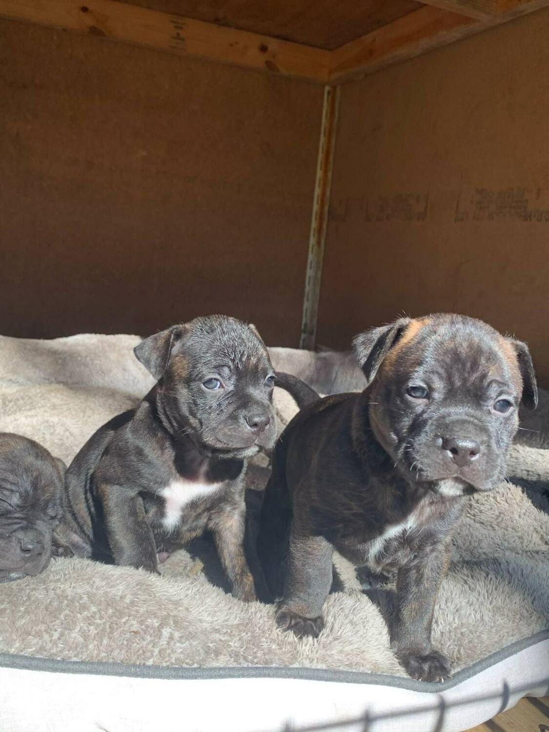 <span style="font-weight: bold;">BRINDLE MALES <br></span>