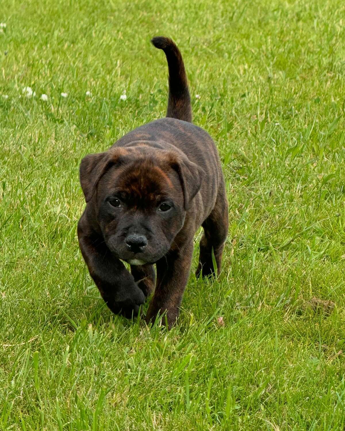 Brindle Staffordshire Bull Terrier In TAS