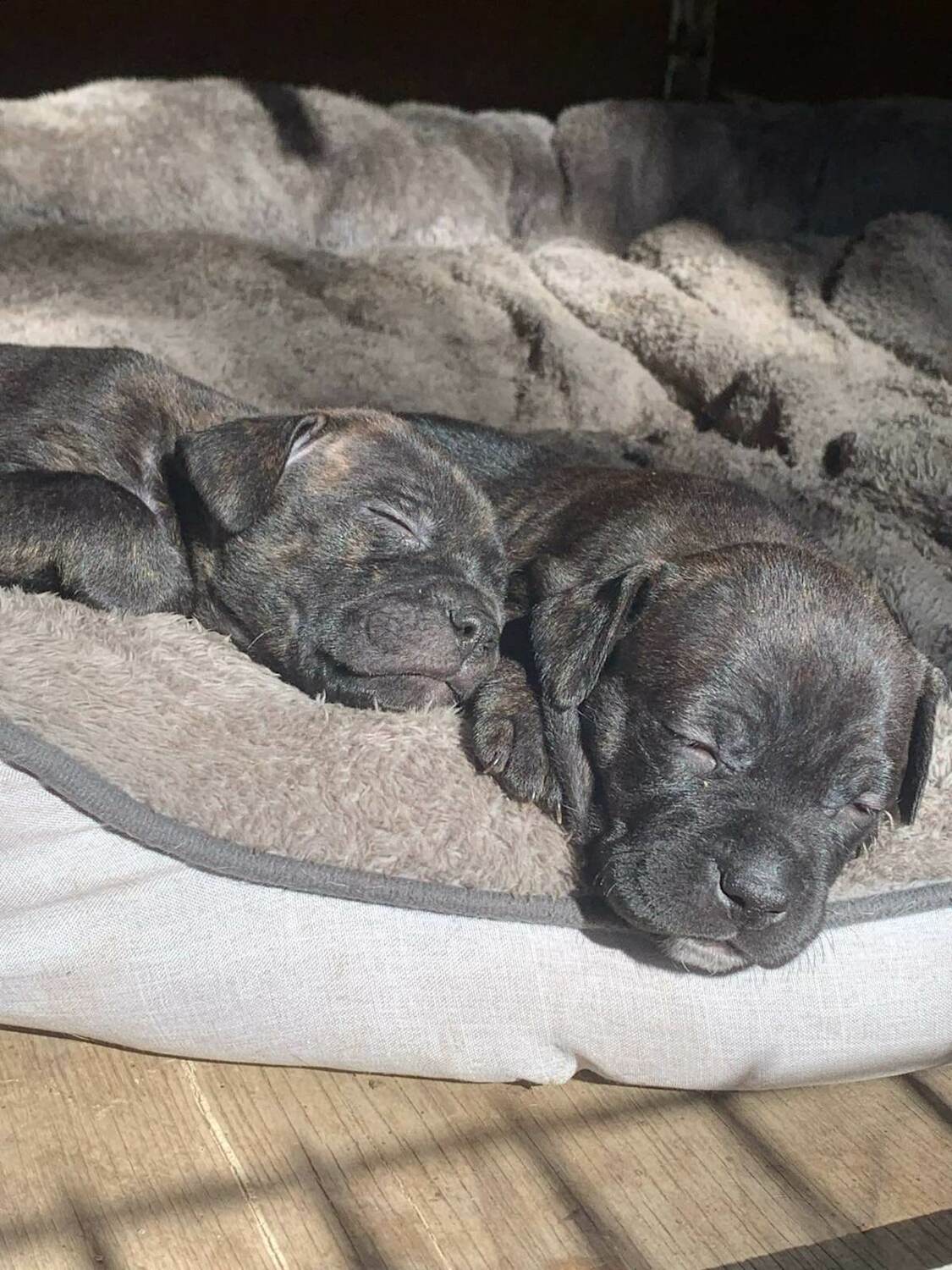 BRINDLE <span style="font-weight: bold;">FEMALES<br></span>